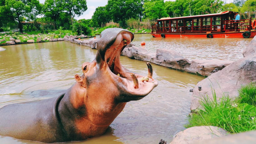 Shanghai: Wild Animal Park Ticket - The safari area by bus