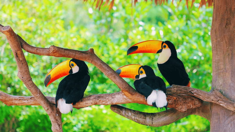 Shanghai: Wild Animal Park Ticket - How much value do you get for $40?