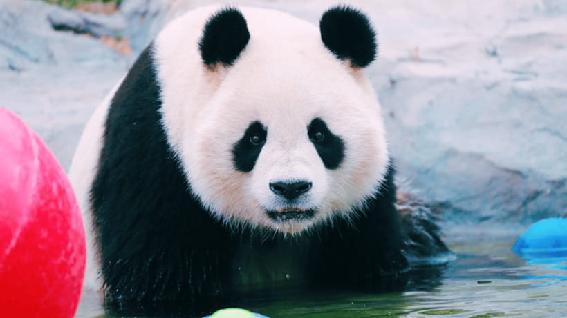 Shanghai: Wild Animal Park Ticket - Planning a practical one-day visit