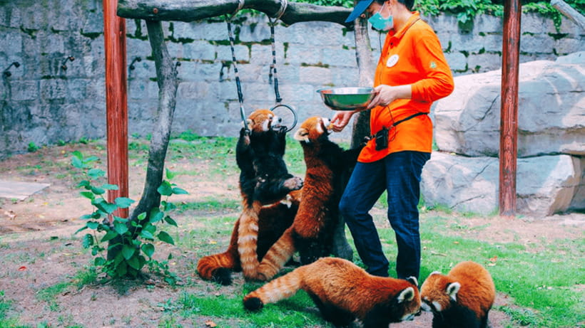 Shanghai: Wild Animal Park Ticket - Beginning at the main entrance