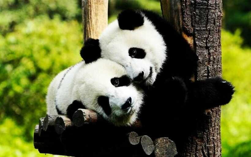 Shanghai: Zoo and Zhujiajiao Water Town Tour with Boat Ride - The boat ride through Zhujiajiao