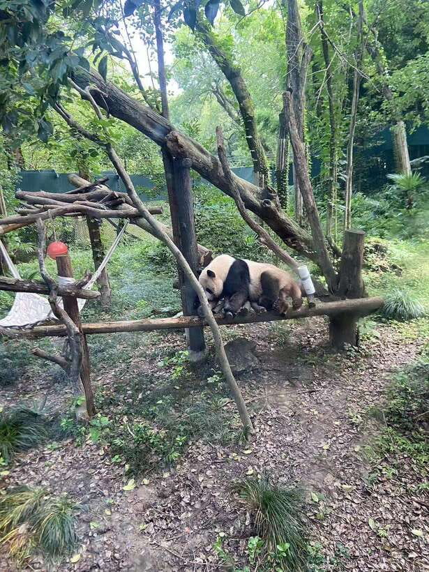 Shanghai: Zoo and Zhujiajiao Water Town Tour with Boat Ride - Comfort, timing, and hotel pickup