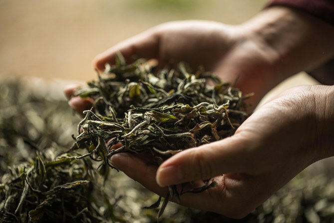 Three-Hour Private Chengdu Tea Wholesale Market Tour - Why This Chengdu Tea Market Is Worth Your Time