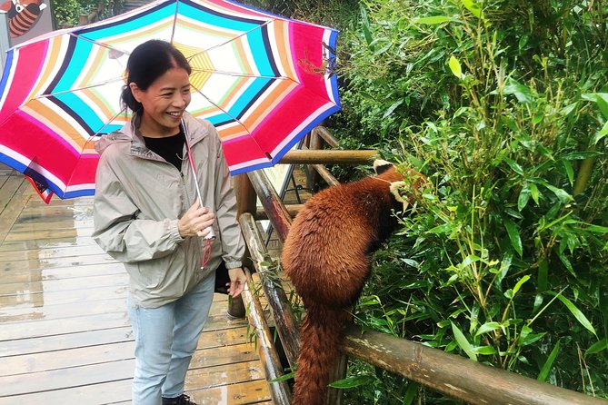 Visiting Chengdu Panda Base in a Half Day - The 7:30 a.m. pickup and morning visit