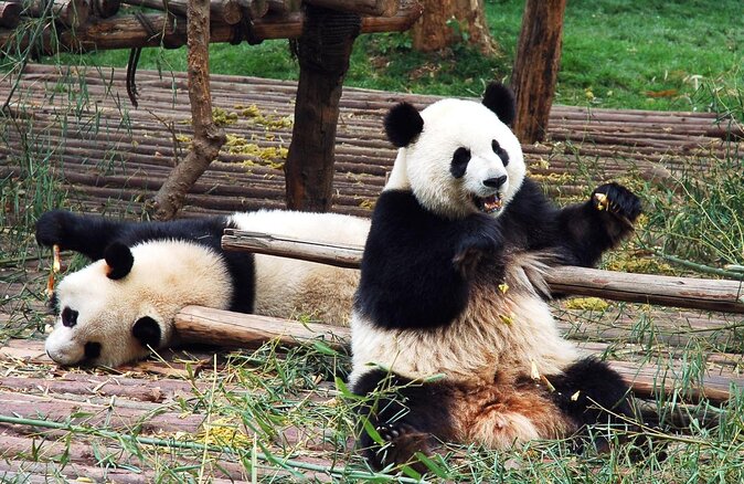 Visiting Dujiangyan Yaan Wolong Panda Base Optional Volunteering - Key details before you book