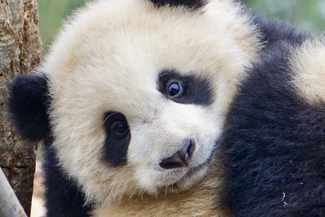 Visiting Dujiangyan Yaan Wolong Panda Base Optional Volunteering - Bamboo preparation and panda food
