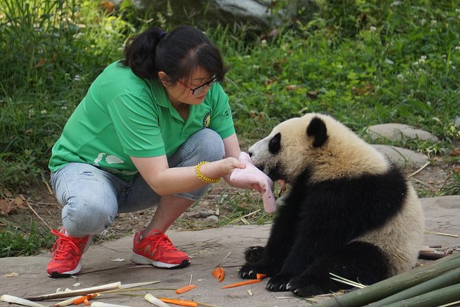 Visiting Dujiangyan Yaan Wolong Panda Base Optional Volunteering - Choosing among Dujiangyan, Wolong, and Ya’an